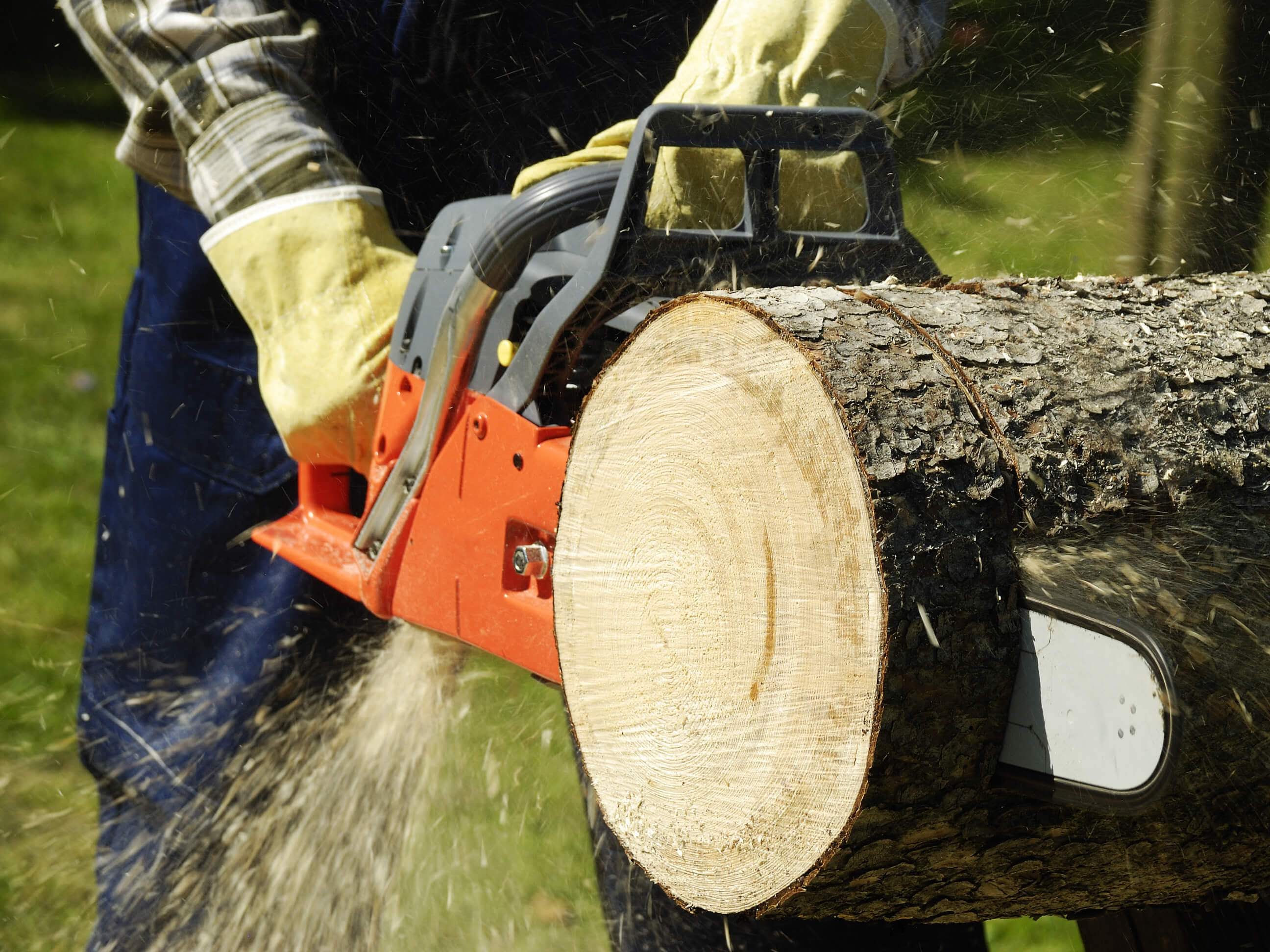 E&J Out on A Limb Tree Services, LLC: Service Image-2 E&J Out on A Limb Tree Services, LLC: Service Image-2