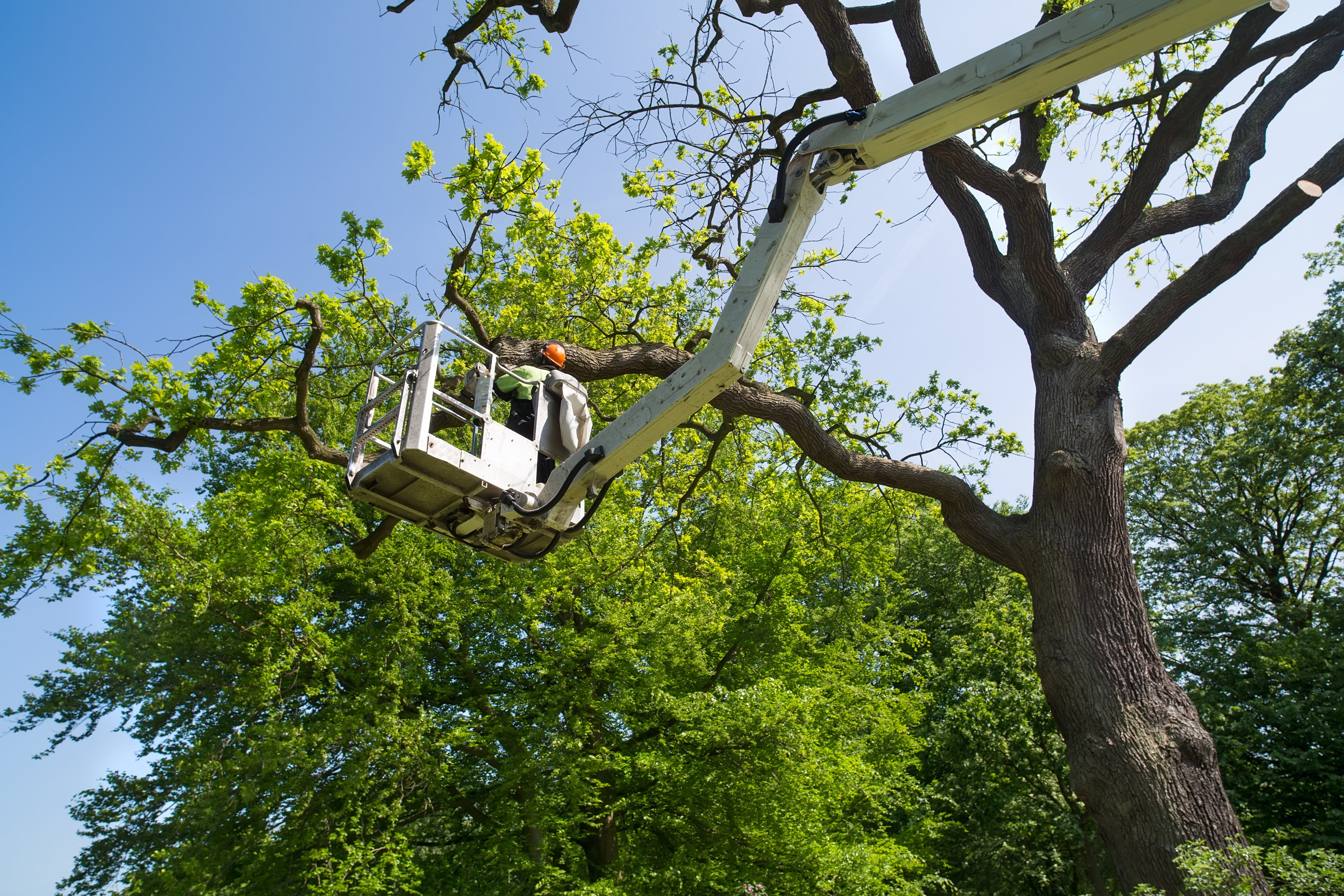 E&J Out on A Limb Tree Services, LLC: Service Image-0 E&J Out on A Limb Tree Services, LLC: Service Image-0